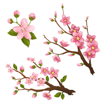 Sakura. Beautiful print with blossoming dark and light pink sakura flowers. Design element for greeting card banner or wedding invitation template