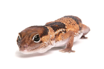 African Fat-tailed Gecko