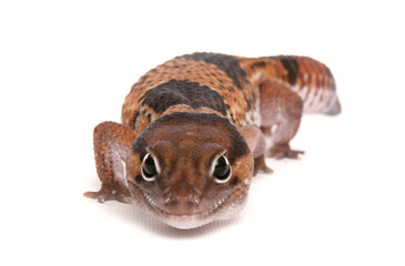 African Fat-tailed Gecko