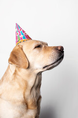 Funny dog ​​in a cap. Dog's birthday.