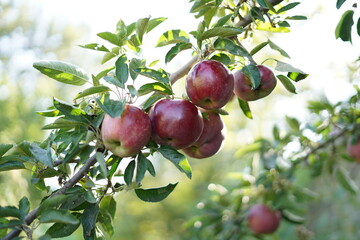 tree branch in an apple