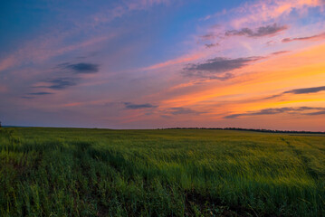 Fototapeta na wymiar Sunset in a field of unripe wheat.
