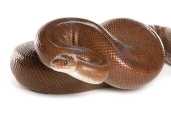 Colombian rainbow boa