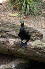 great cormorant perched on log