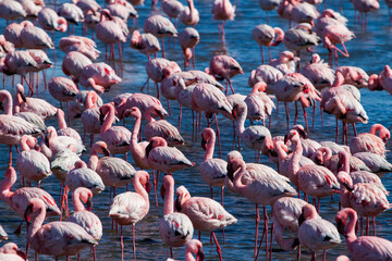 Group of Flamingos enjoying in the sun