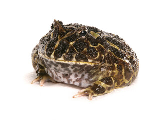 Cranwell's horned frog