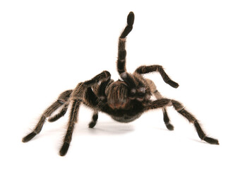 Chilean rose tarantula