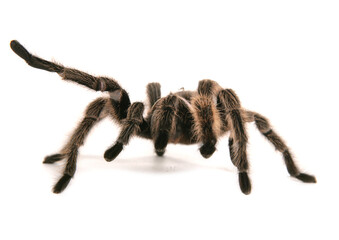 Chilean rose tarantula