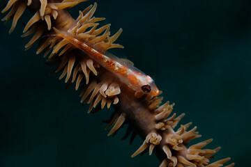 Whip coral goby (Bryaninops yongei) on a whip coral (Cirrhipathes sp.) near Kapalai, Malaysia