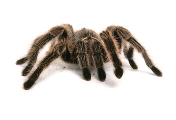 Chilean rose tarantula