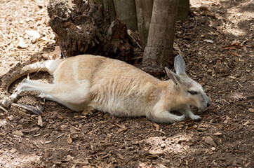 northern nail-tail wallaby laying on ground