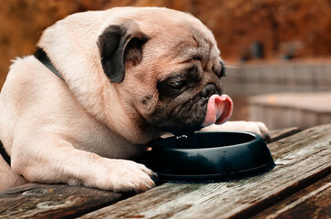 Sad cute pug outside autumn portrait.