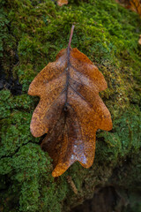 Autumn leaf on the moss