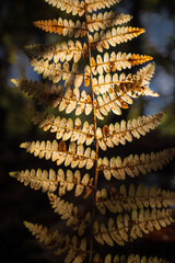 Leaf in the sun light
