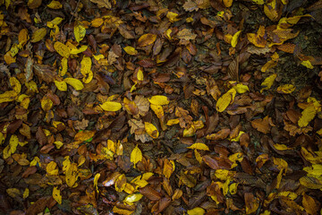 autumn leaves background