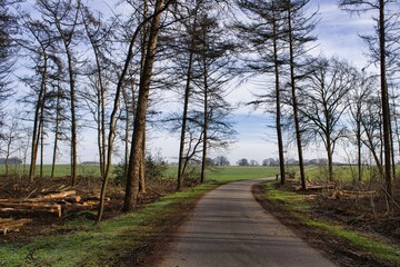 Lumbering in coniferous forest at a Dutch castle during winter