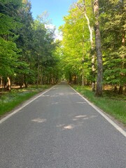 Tunnel Of Trees Early Summer