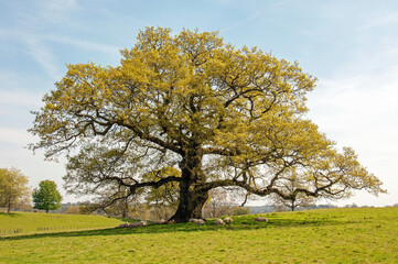 Autumn oak tree in a meadow