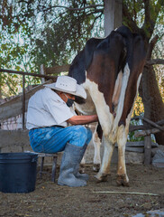 cowboy sitting and milking milk cow , he has a container between her legs for milk in a stable