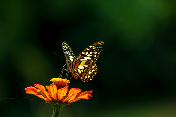 Monarch orange butterfly and bright summer flowers on a background of blue foliage in a fairy garden. Macro artistic image.