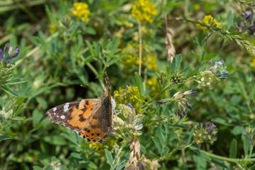 Butterfly Vanessa cardui, known as painted lady with orange-brown shade sitting with half-open wings with back to viewer on meadow stalk on background of blurred  grass and yellow and blue flowers.