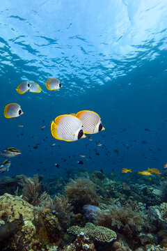 Panda butterflyfish (Chaetodon adiergastos) hovering over the reef in Tulamben, Bali, Indonesia