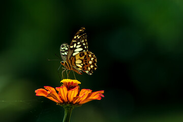 Obraz premium Monarch orange butterfly and bright summer flowers on a background of blue foliage in a fairy garden. Macro artistic image.
