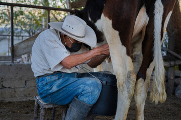 Latin cowboy sitting milking cows