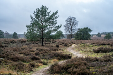 Path over Loenermark (Veluwe, The Netherlands) near Loenen.