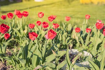 Field of red tulip flowers on a sunny day.