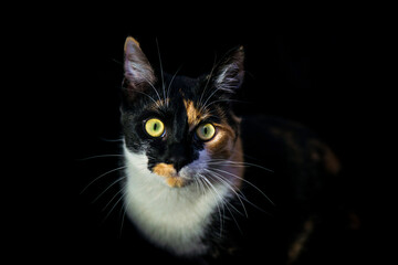  Calico cat