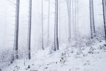 Winter forest. Natural background.  Fog in the winter forest. The forest under the snow. Snow storm.  Picture for wallpaper..