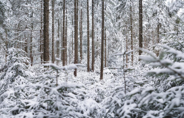 Panorama of a winter forest. Natural background. The forest under the snow. Snow storm. Fog in the winter forest. Picture for wallpaper..