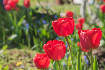 Field of red tulip flowers on a sunny day.