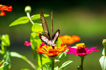 Monarch orange butterfly and bright summer flowers on a background of blue foliage in a fairy garden. Macro artistic image.