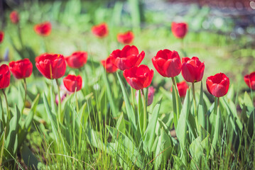 Fototapeta premium Abundance of spring red tulips