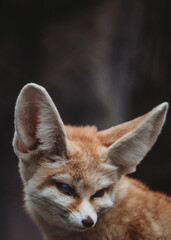 Fennec Fox