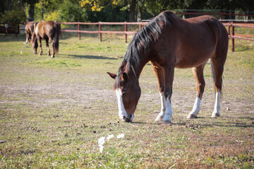 Brown horse in an open paddock on a summer morning