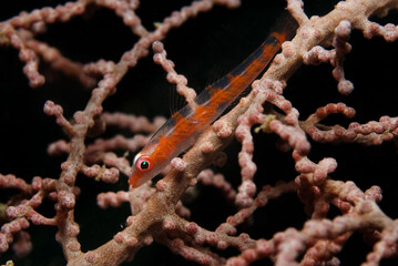 Wire Coral Goby (Bryaninops yongei) on a gorgonian sea fan (Muricella sp.) near Mabul island, Malaysia