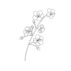 Engraving cherry blossom template design. Outline art on white background.