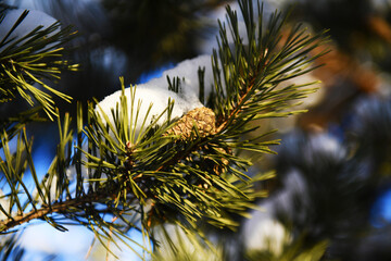 Spruce cone on a snow-covered spruce branch. Snow crystals shine in the sun.