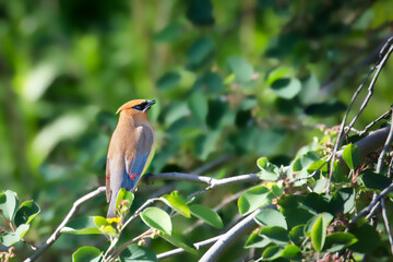 A Cedar Waxwing in a trail in Mississauga, Canada