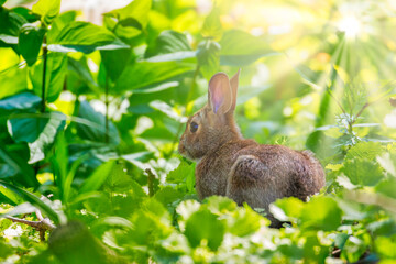 Eastern Cottontail Rabbit in a trail with backlit sun-rays