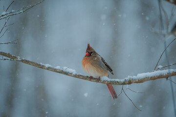 Female cardinal on branch during snowstorm