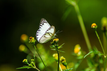 Monarch orange butterfly and bright summer flowers on a background of blue foliage in a fairy garden. Macro artistic image.