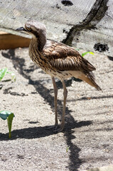 bush stone curlew profile