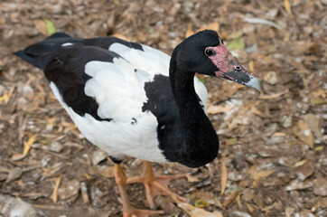 magpie goose full body