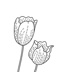 Black line drawing of Tulip flowers, vector illustration