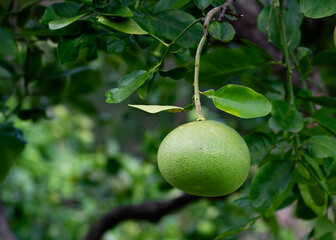 Pink Pomelo also known as Citrus Maxima, pictured on Tree.  It is the largest Citrus fruit from the Grapefruit family. Commonly used for festive occasions such as Chinese New Year.
