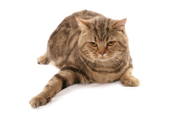 Chocolate Tortie British Shorthair Cat